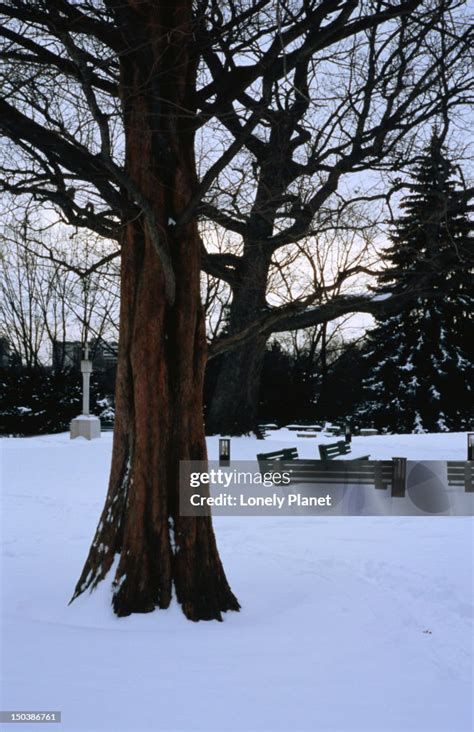 Wintry Scene In High Park High-Res Stock Photo - Getty Images