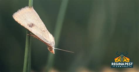 Pantry Moth Remedies: Prevention and Eradication - Regina Pest Control ...