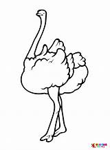 50  Ostrich Coloring Pages Free Printable PDF JPG PNG & Online sketch template