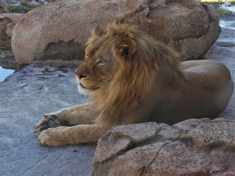 Tante Marianne's Life, The Universe and Everything: The Hogle Zoo's New Lion Habitat