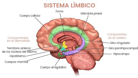 riñones caligrafía Interpretación sistema límbico anatomía Entretener ...