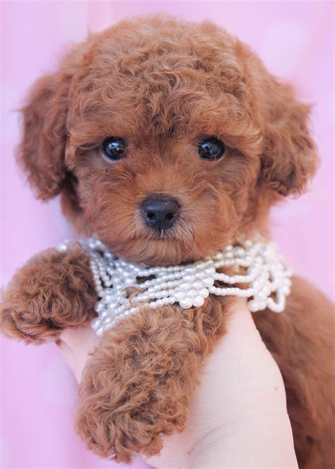 Toy Poodle Puppies For Sale at TeaCups Puppy Boutique of Florida | Teacups, Puppies & Boutique