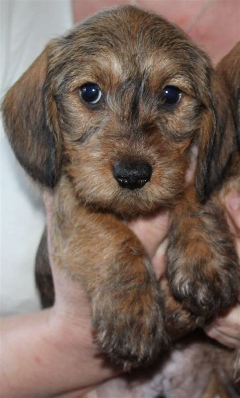 25+ Miniature Wire Haired Dachshund Breeders California Image - Codepromos