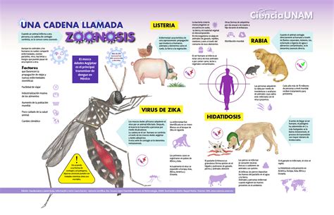 Infografía: una cadena llamada zoonosis - Ciencia UNAM