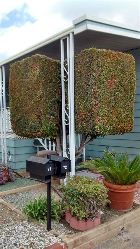 Could This Be Called A Box Tree? : r/gardening