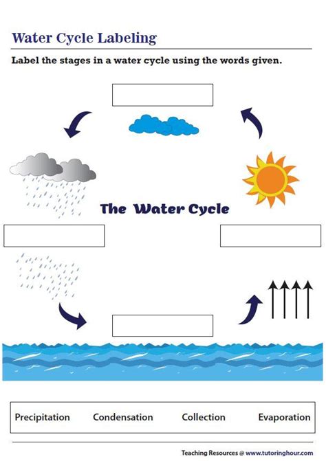 Water Cycle Labeling Worksheet | Water cycle worksheet, Water cycle, Water cycle lessons