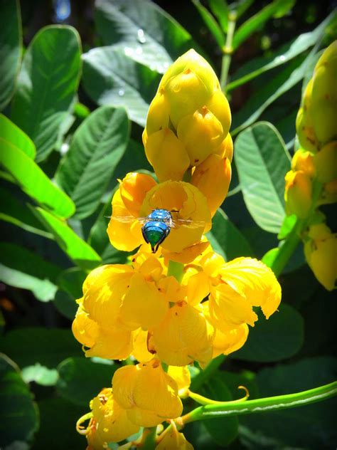 Blue Orchard Mason Bee Photograph by Wanderbird Photographi LLC - Fine Art America