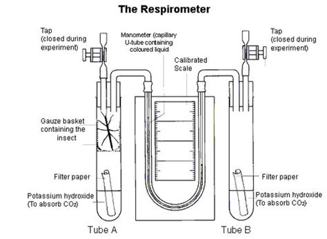 5: respiratory quotient values + practical Flashcards | Quizlet