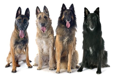 Belgian Shepherd Breed Information, Characteristics & Heath Problems ...