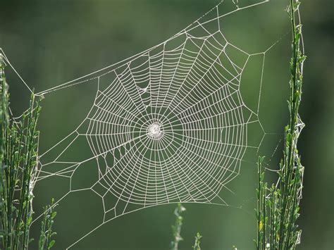 Spiders Web wallpaper | 1600x1200 | #14318