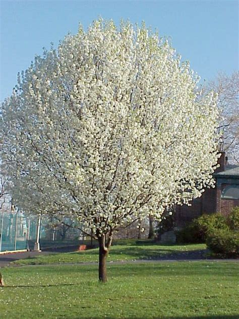 A great benefit of the Bradford Pear is that it is a rapid grower, achieving a 12 to 15 feet ...