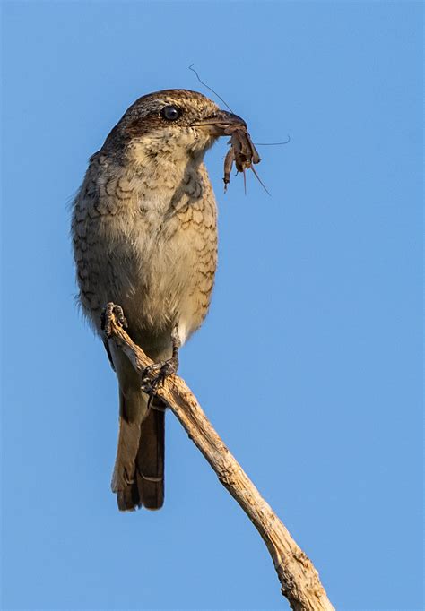 Red-backed Shrike - Owen Deutsch Photography