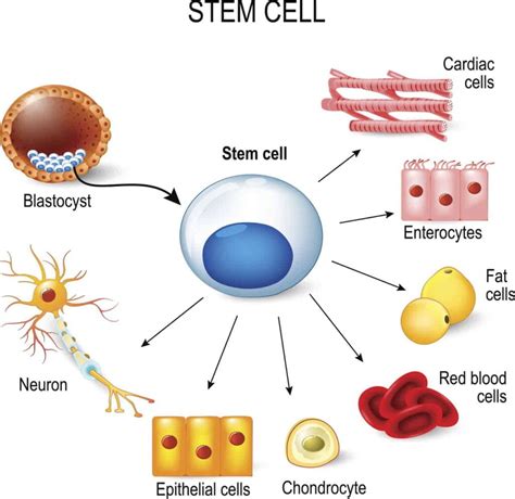 Stem Cell Research Pros and Cons (For Better Understanding)