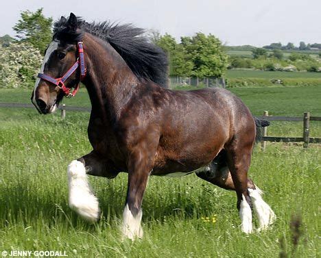 The Shire Horse Workout | Horses, Big horses, Clydesdale horses