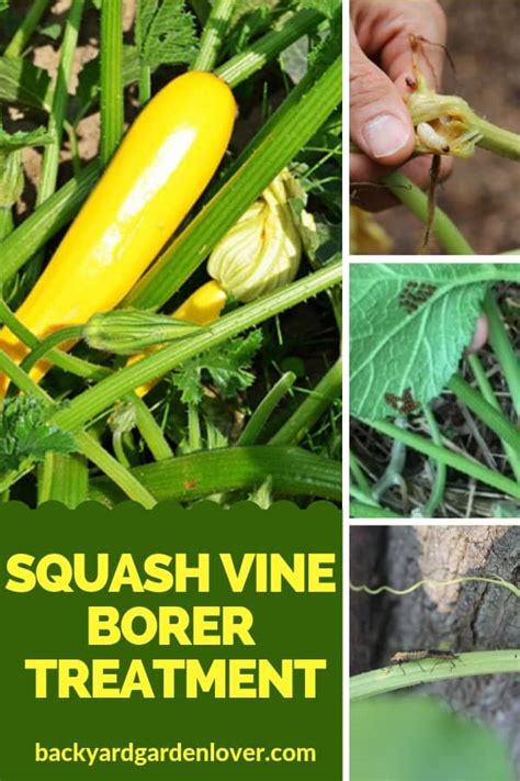 Best Squash Vine Borer Treatment - 5 Chemical-Free Options