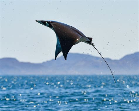 The flying Manta Rays of Baja California