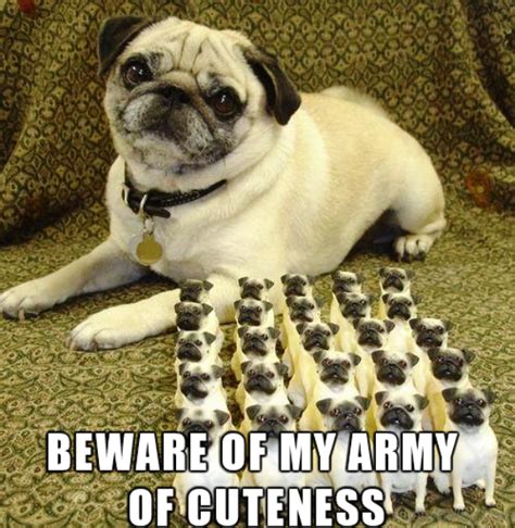 100 Hilarious Pug Memes Pictures