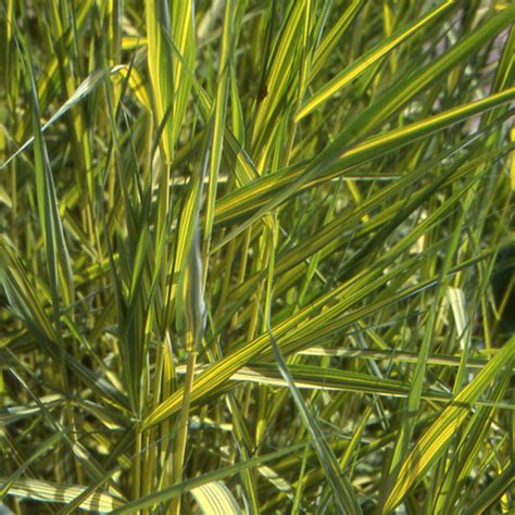 Plantes Vivaces PHRAGMITES australis 'Variegatus' - Roseau des marais en vente - Pépinière Lepage