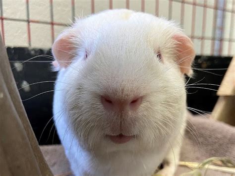 Fee-Free Guinea Pig, Rabbit Adoption Weekend in Salem, MA Shelters | Salem, MA Patch