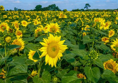 Hayling Island - Sam's sunflowers