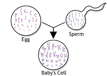 How human eggs end up with the wrong number of chromosomes - Women Fitness