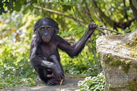 Israeli documents Bonobo apes making spears - ISRAEL21c