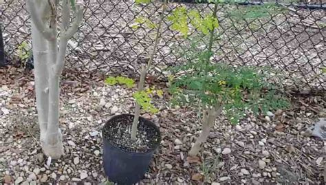 Growing a Moringa Tree in Your Backyard - Gardening Channel