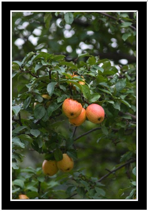 Apple Tree - India Travel Forum | IndiaMike.com