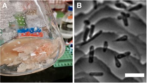 In vivo multi-dimensional information-keeping in Halobacterium salinarum | bioRxiv