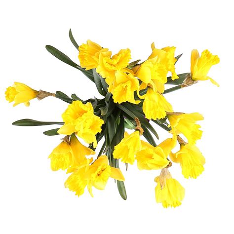 Order a bouquet «19 daffodils» with delivery