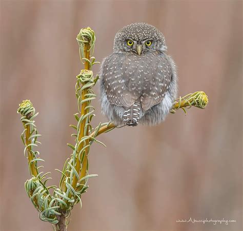 Northern Pygmy Owl : r/owllovers