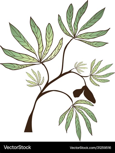 Kapok tree branch Royalty Free Vector Image - VectorStock