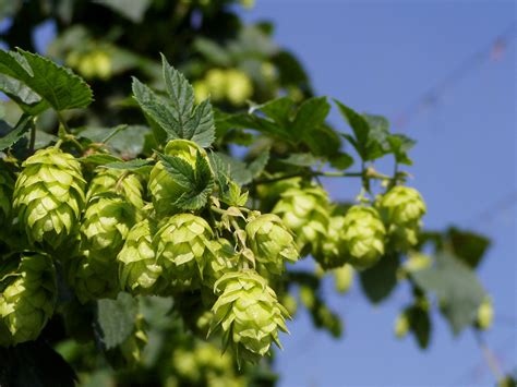 Adding Finishing Hops - The Hop + Grain Brew Store