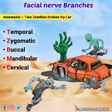 Facial Nerve Branches Mnemonic – MedicoLearning