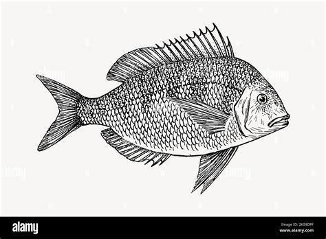 Scup fish clipart, vintage animal illustration vector Stock Vector Image & Art - Alamy