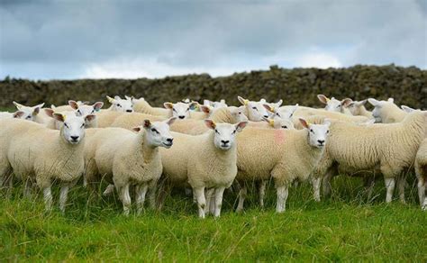 Sheep meat production increases | Farm News | Farmers Guardian