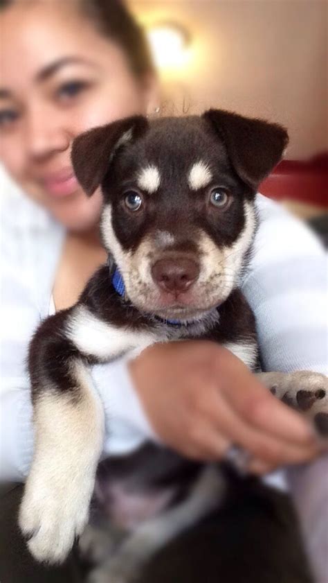 New puppy 💕 husky Doberman mix #jax | Husky puppy, Doberman mix, Puppies