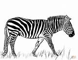 Zebra coloring page  Free Printable Coloring Pages sketch template