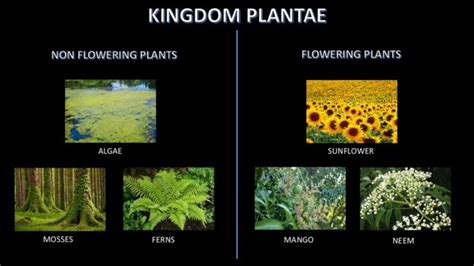 Kingdom Plantae Examples, Classification and Characteristics » Selftution