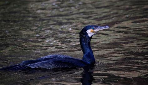 Premium Photo | Cormorant fishing on the river