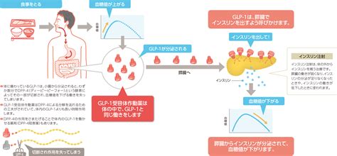 GLP-1受容体作動薬とは？| 知りたい！糖尿病