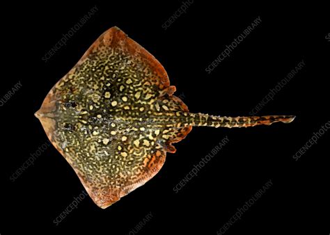 Thornback ray - Stock Image - C057/2868 - Science Photo Library