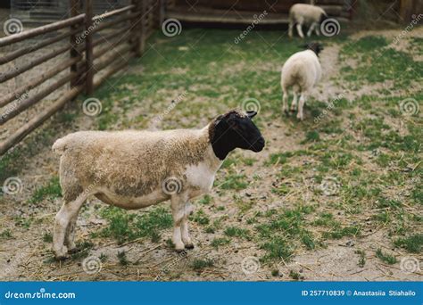 Beautiful Female Dorper Sheep on the Farm. Animals on Farming Stock ...