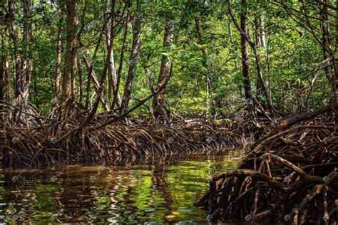 Mangrove Forest Swamp At Baratang Island Andaman | India Stock Photo