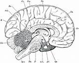 Brain Diagram Coloring Page Pages sketch template