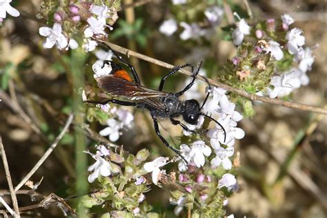 Sphecidae - Galerie et clés de détermination