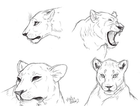 Lioness Anatomy : ArtStation - lioness, alpha -models | Lioness, Artwork, Animals / Choose from ...