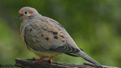 mourning dove symbolism - birdsfacts