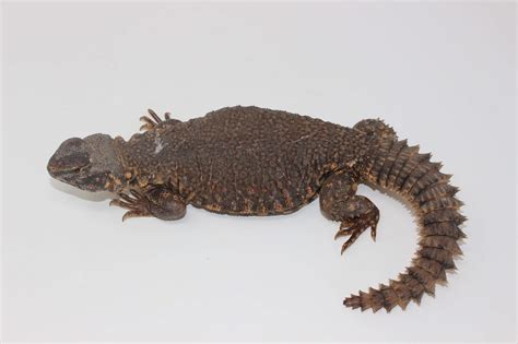 Red Nigerian Uromastyx For Sale - Imperial Reptiles – IMPERIAL REPTILES ...