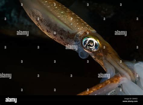 Squid laying eggs under water Stock Photo - Alamy